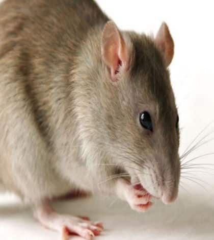 rat