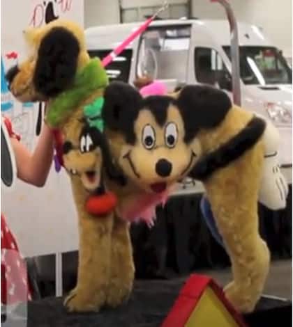 Extreme pet styling championships