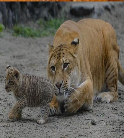 Half-tiger, half-lion - meet a Liliger
