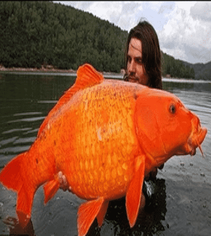 worlds biggest goldfish