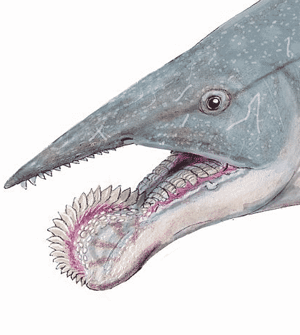 Fish fossil is a clue to fish with weird teeth – Kiwi Kids News Fish fossil is a clue to fish with weird teeth – Kiwi Kids News