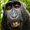 Monkey selfie causes uproar