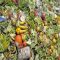 French Law bans Supermarket Food Waste