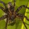 New Spider found in Australia