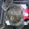 5kg of coins removed from turtle