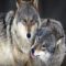 Denmark gets first wolf pack in 200 years