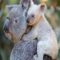 White koala born at Australian zoo