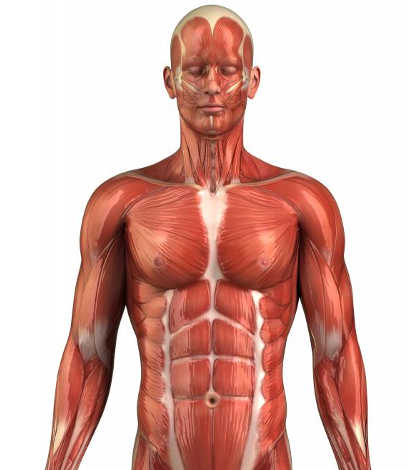 muscular system for kids with labels