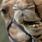 Camels disqualified from beauty contest