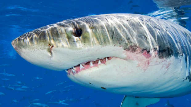 shark