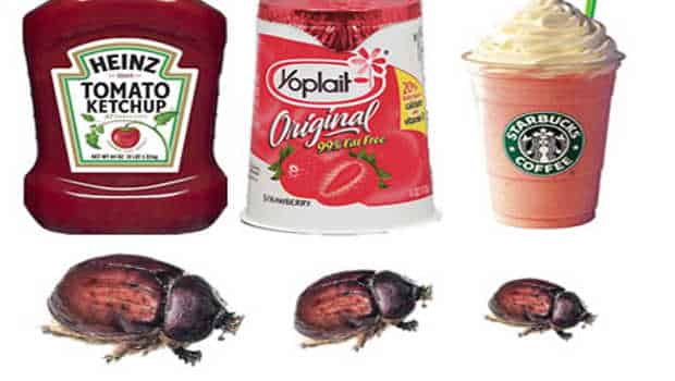 what are you called if you only eat bugs