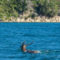 A deer spotted swimming in Marlborough Sounds