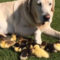 Golden Labrador becomes ‘dad’ to nine ducklings