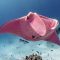 World’s only pink manta ray