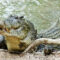 Cool Alligator and Crocodile facts