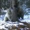 Rare white bear seen in Canada