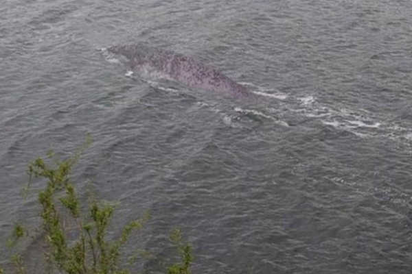 Is this the Loch Ness Monster? – Kiwi Kids News