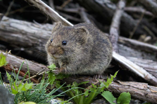 Mice running rampant in Germany – Kiwi Kids News