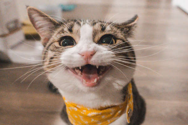 cat