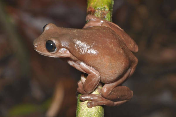 frog