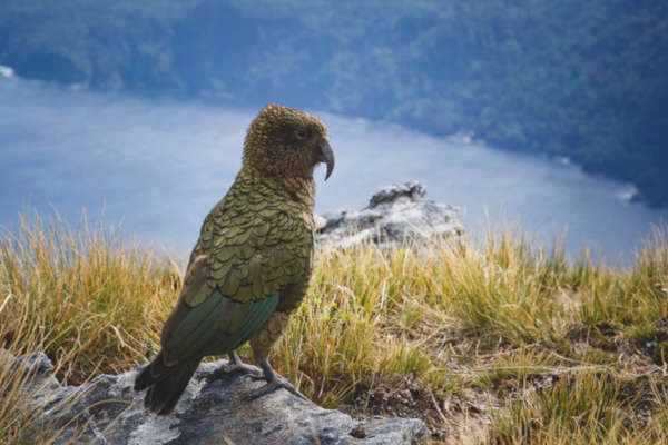 kea