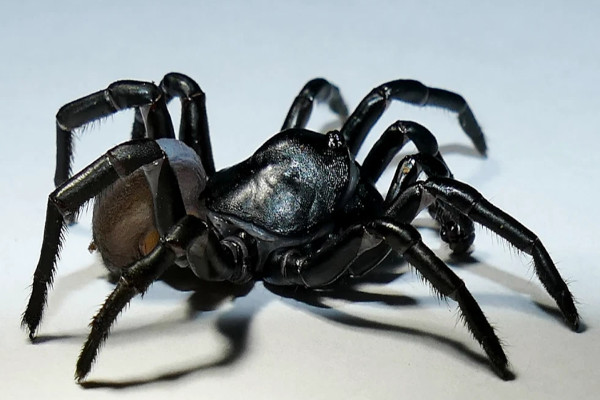 spider