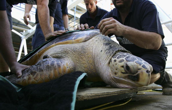 turtle