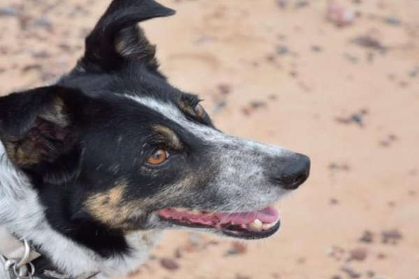 deaf doggy