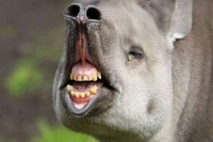 funny animals