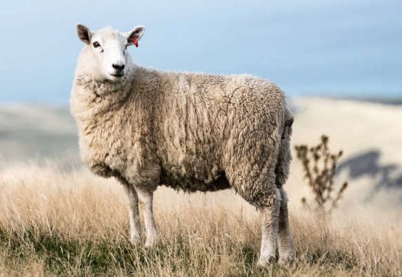 sheep