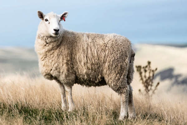 sheep