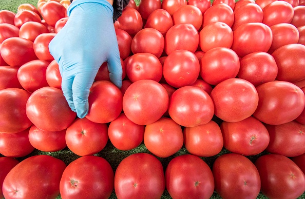 tomatoes