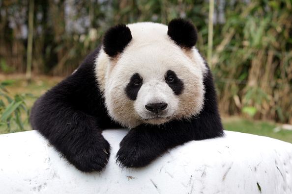 costco giant panda