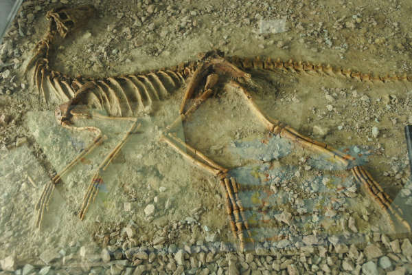 dinosaur