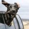 Why do dogs put their heads of out car windows?
