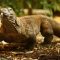Komodo dragon in danger of extinction