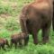 Twin elephants born in Kenya