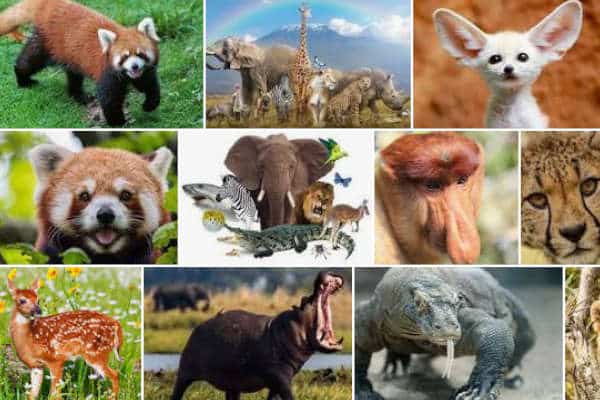 WWF study shows wildlife numbers dropping – Kiwi Kids News