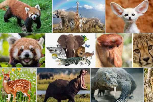 WWF study shows wildlife numbers dropping – Kiwi Kids News WWF study shows wildlife numbers dropping – Kiwi Kids News