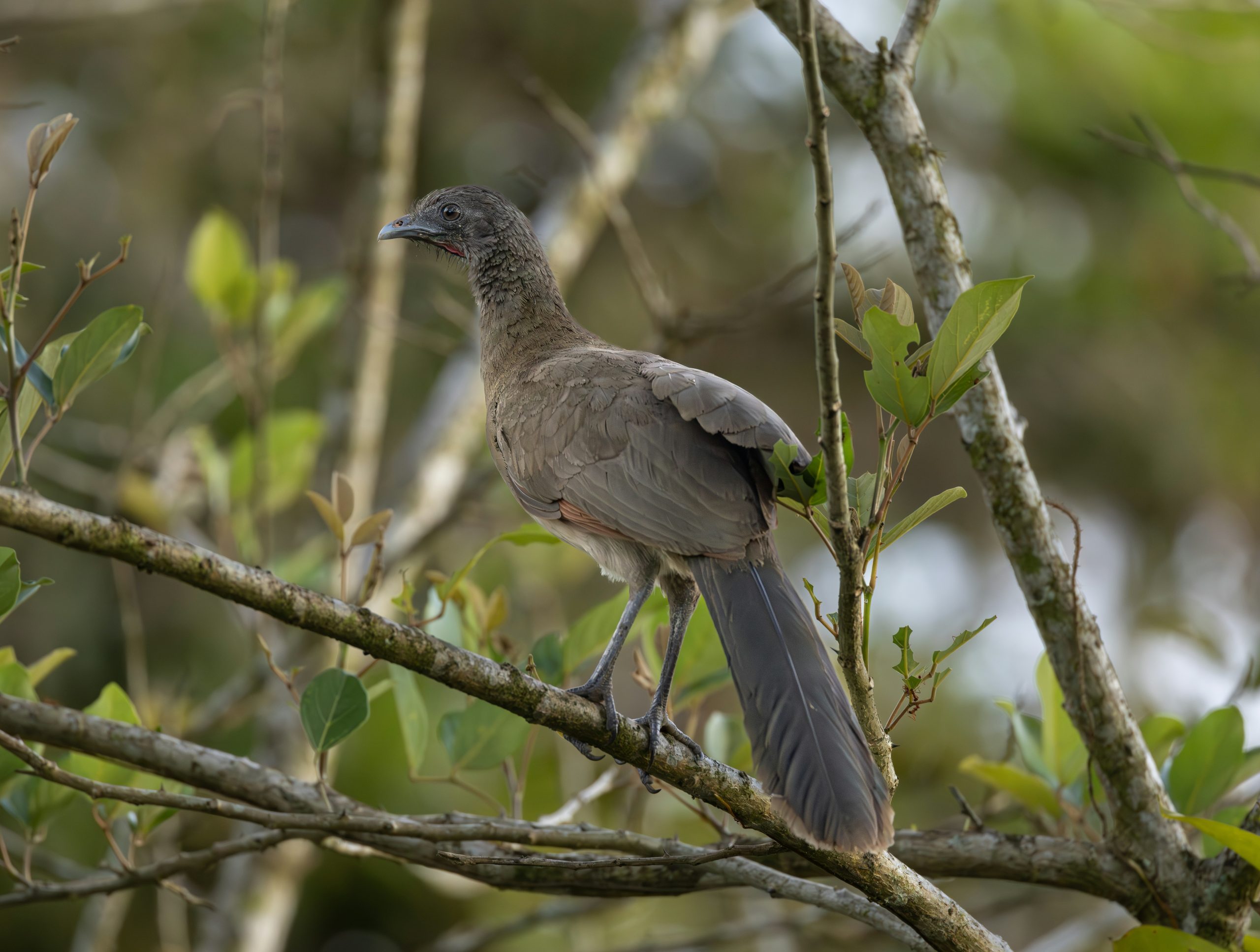 Kōkako numbers soar after baby boom – Kiwi Kids News Kōkako numbers soar after baby boom – Kiwi Kids News