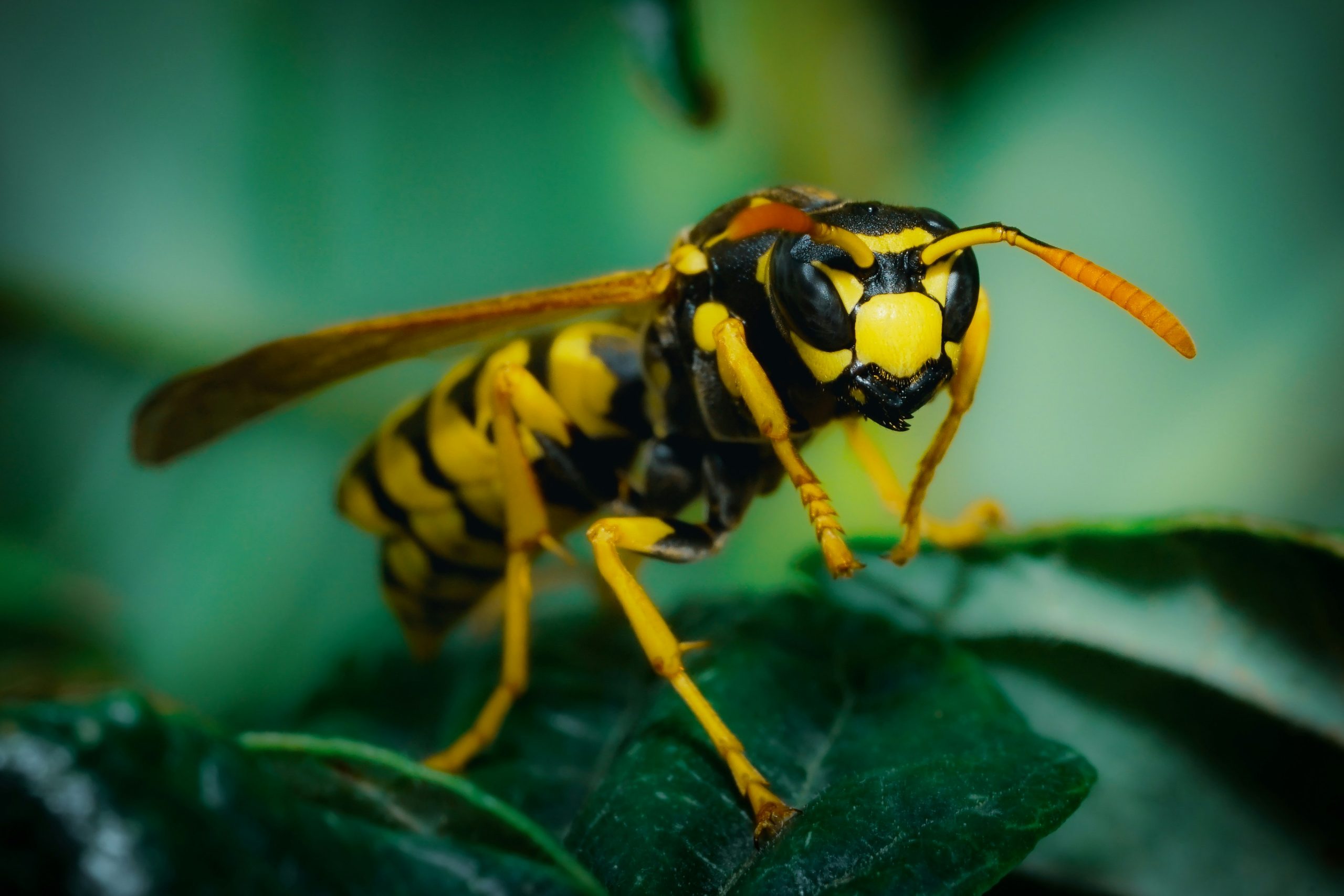 Ancient Wasp named after Piastri – Kiwi Kids News